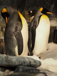King Penguins