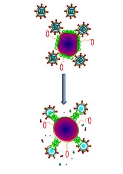 Nanoparticles Loaded with Bee Venom Kill HIV