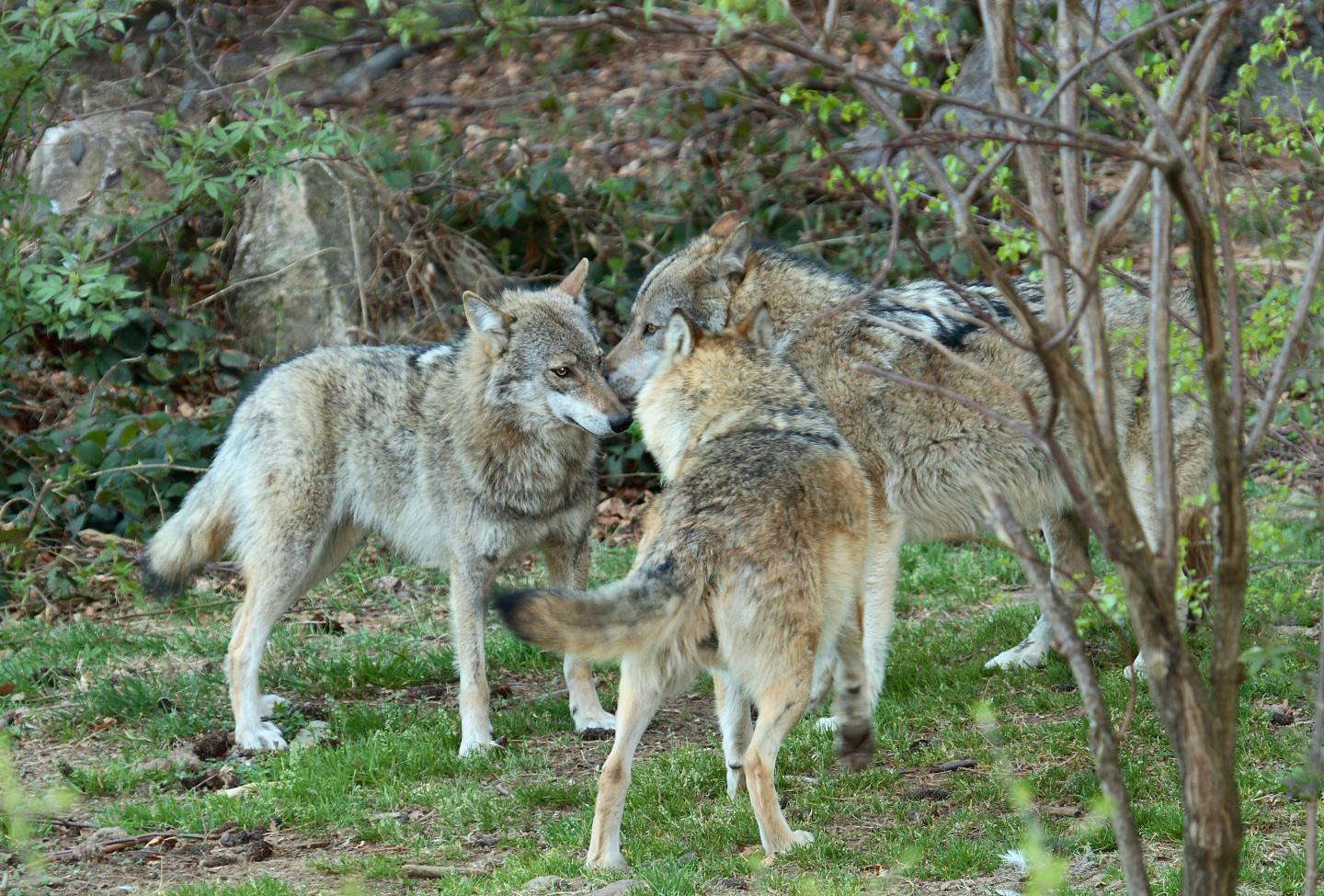 Comeback for Europe's Large Carnivores (2 of 10)