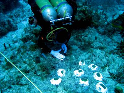 Eight-Day Undersea Mission Begins Experiment to Improve Coral Reef Restoration (1 of 2)