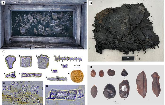 Plant bundles from 2200 years ago and the recovered plant fossils