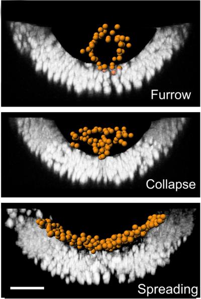 Cell Reorganization During Gastrulation