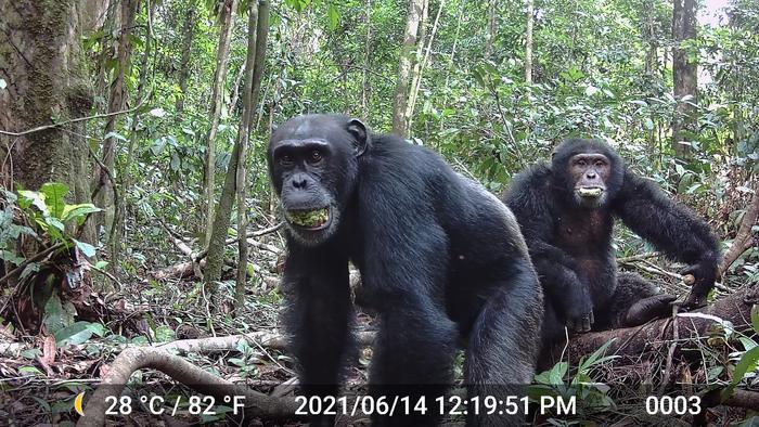 Chimpanzees eating fruit in Ivory Coast
