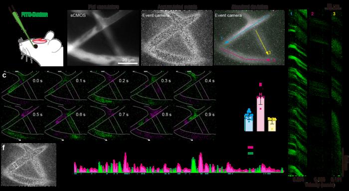 In vivo cortical vascular imaging using an event camera.