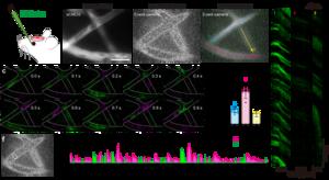 In vivo cortical vascular imaging using an event camera.