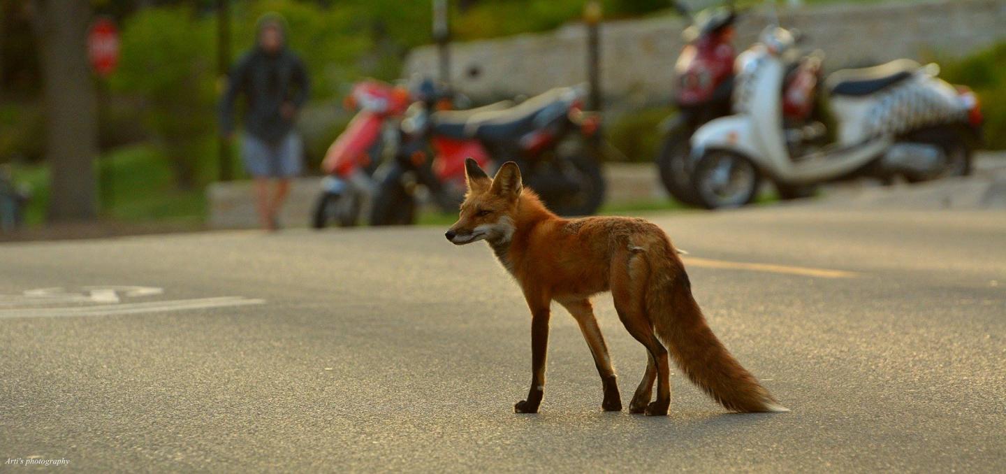Fox