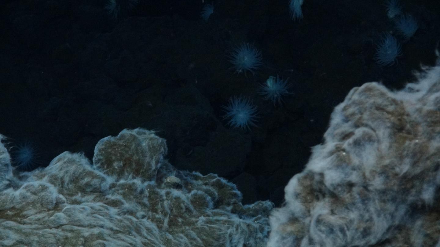 Bacterial Mats
