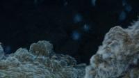Bacterial Mats
