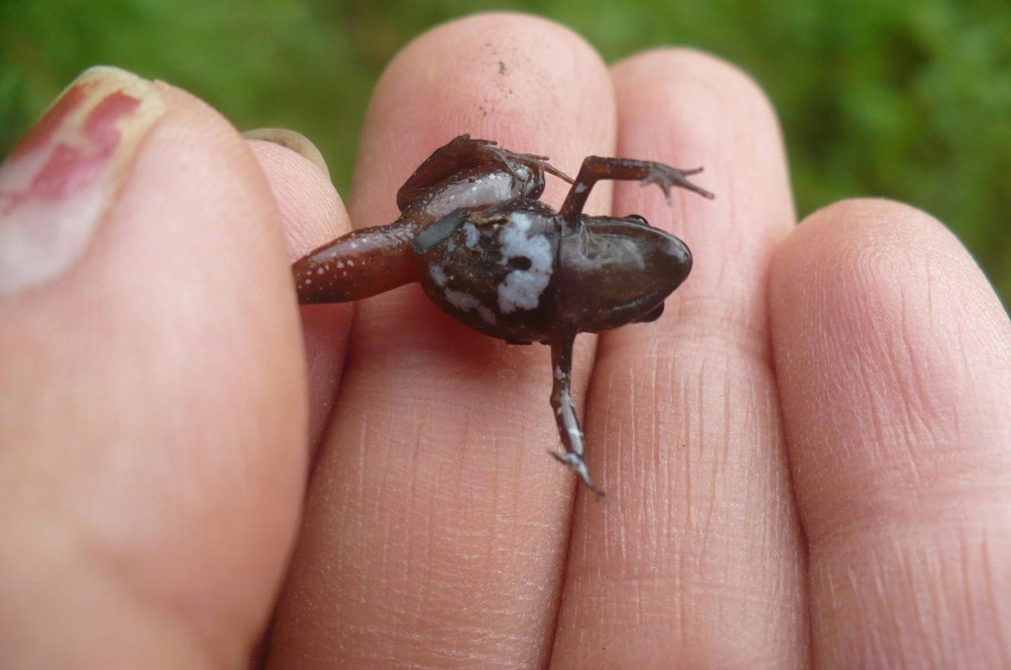 Freshbelly Frog