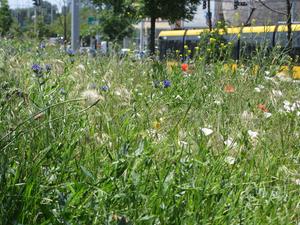 Blooming islands in the concrete jungle