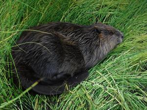 North American beaver (Castor canadensis) in the Northwest Territories