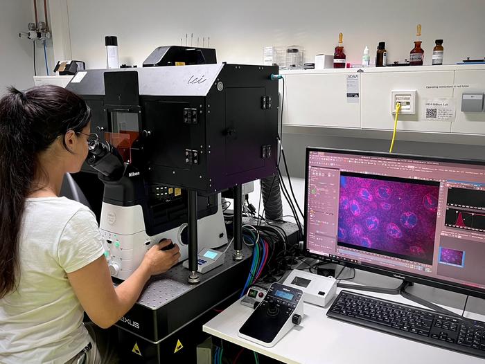 To make the behavior of DNA understandable and predictable, the researchers combine lab experiments with computer simulations. (Photo: Lennart Hilbert, KIT)