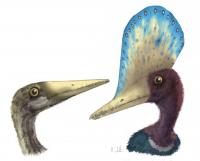 Sex-related Features of Darwinopterus