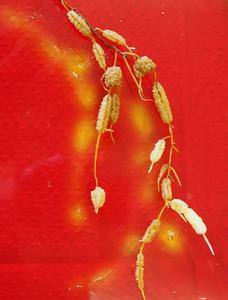 Cluster roots of Hakea laurina