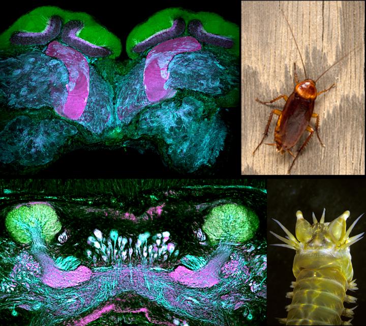 Evolutionary Conservation of Memory Centers