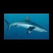 Shark