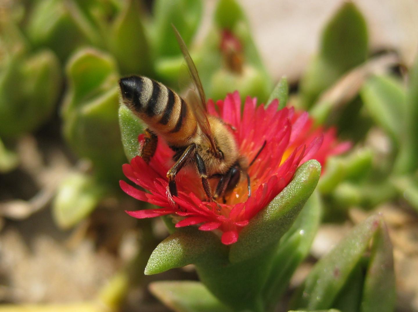 Bee and Flower