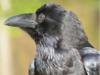 Ravens