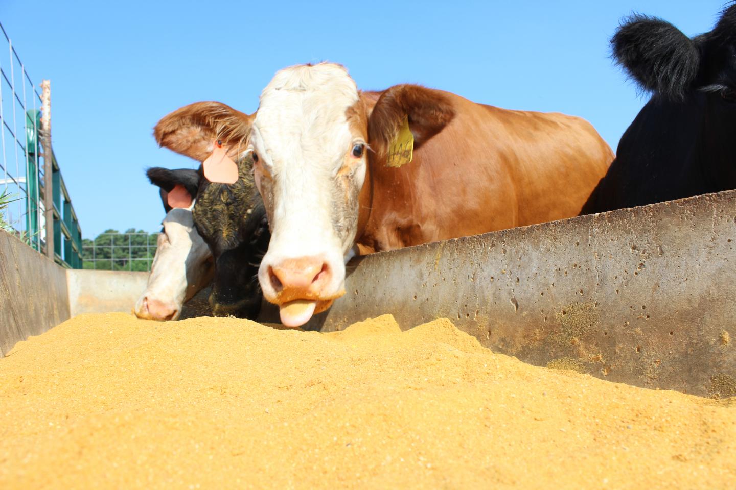 DDGS Cattle Trough