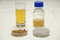 Spent Beer Grains, Fermented Beer Grains, Nutrient Liquid used to Grow Yeast, Beer