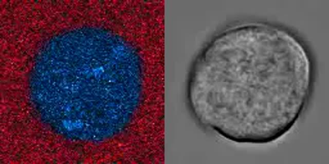 How Waves of Calcium Permit Platelets to Bind to Their Partners (3 of 3)