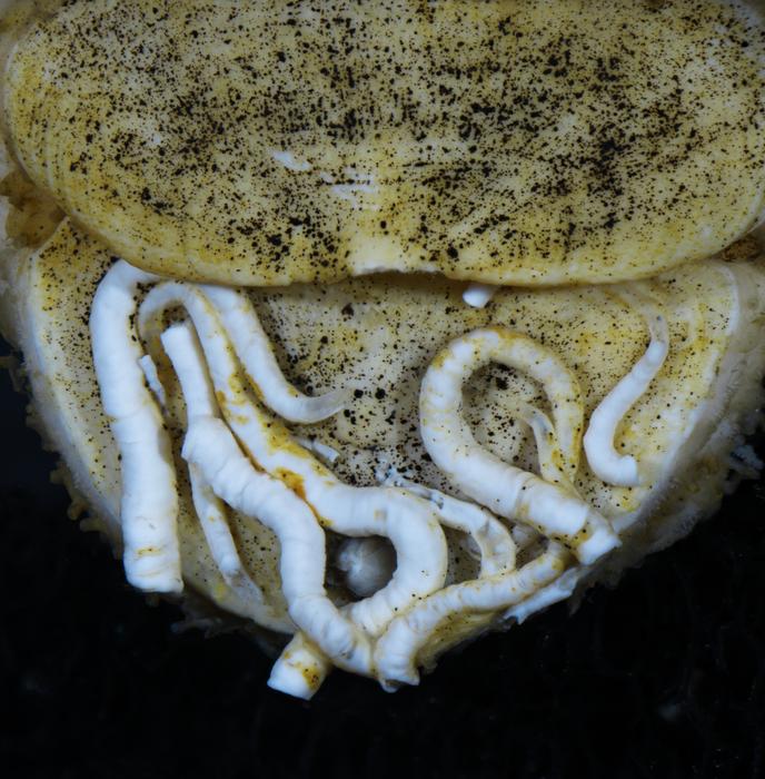 The worms on the tail valve of Ferreiraella populi