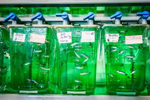 Fish tanks