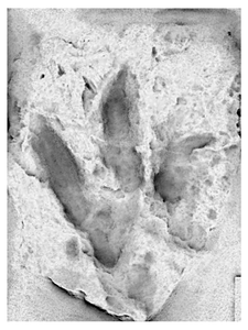 Prosauropod track
