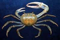 Blue Land Crab (<i>Cardisoma guanhumi</i>)