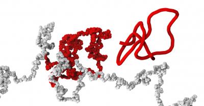 Polymer Entanglement