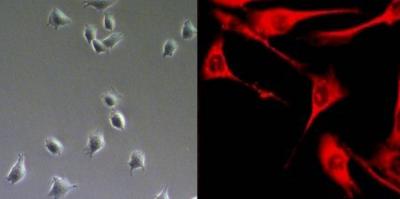 Transformation of Mouse Muscle Cells