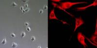 Transformation of Mouse Muscle Cells
