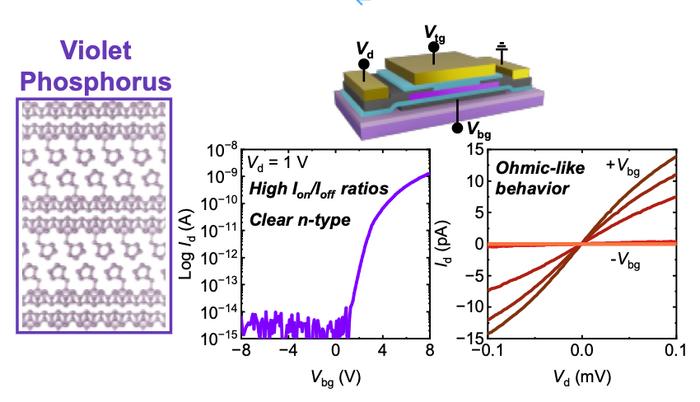 Violet phosphorus transistors with robust unipolar n-type transport