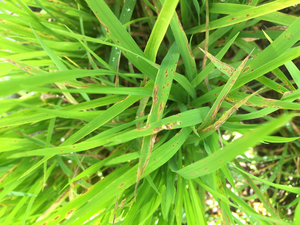 Damage from rice blast disease