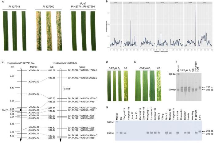 Characterization of the new powdery mildew resistance gene Pm72 from wild einkorn accession PI 427741