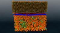 Neutrons Provide the First Nanoscale Look at a Living Cell Membrane