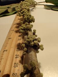 <i>Melicope stonei</i>