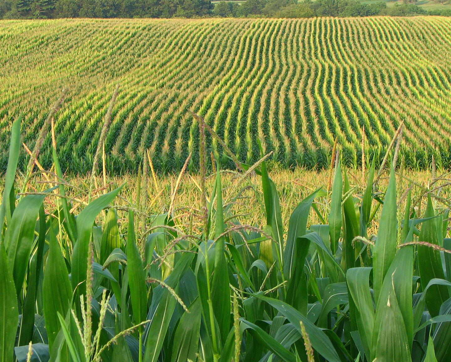 Corn