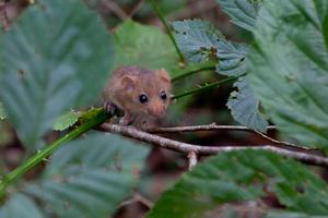 Hazel dormouse on branch