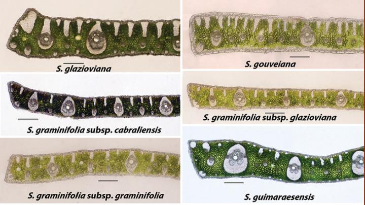 Marginal Leaflet Transections