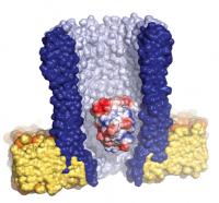 Illustration of the Nanopore System