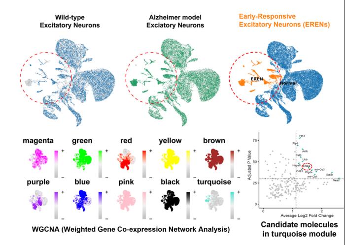 Figure 1. Discovery of Early Responsive Excitatory Neurons (ERENs) through single-nucleus RNA sequencing (snRNA-seq)