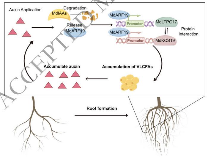 Working model of the auxin-mediated regulatory pathway underlying lateral root formation.