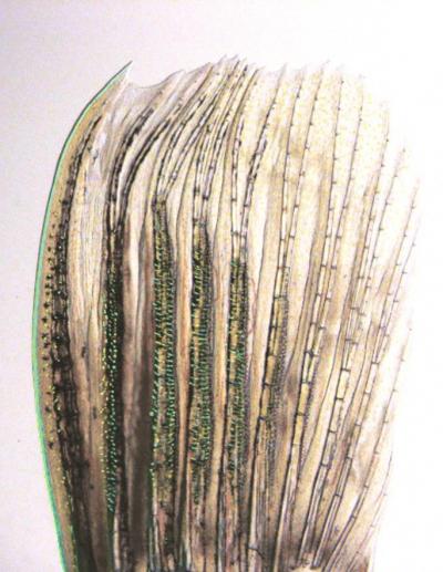 Spiked Structures on Male Zebrafish Pectoral Fins