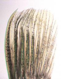 Spiked Structures on Male Zebrafish Pectoral Fins