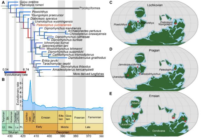 Phylogenetic and paleogeographic positions of Paleolophus yunnanensis