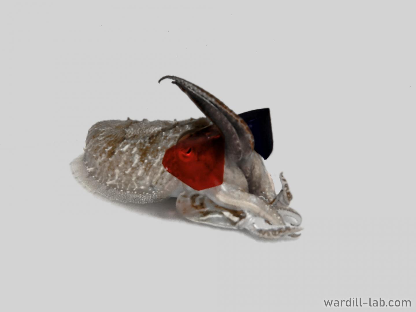 Cuttlefish Use Depth Perception Similar to Vertebrate Vision When Hunting Prey (7 of 9)