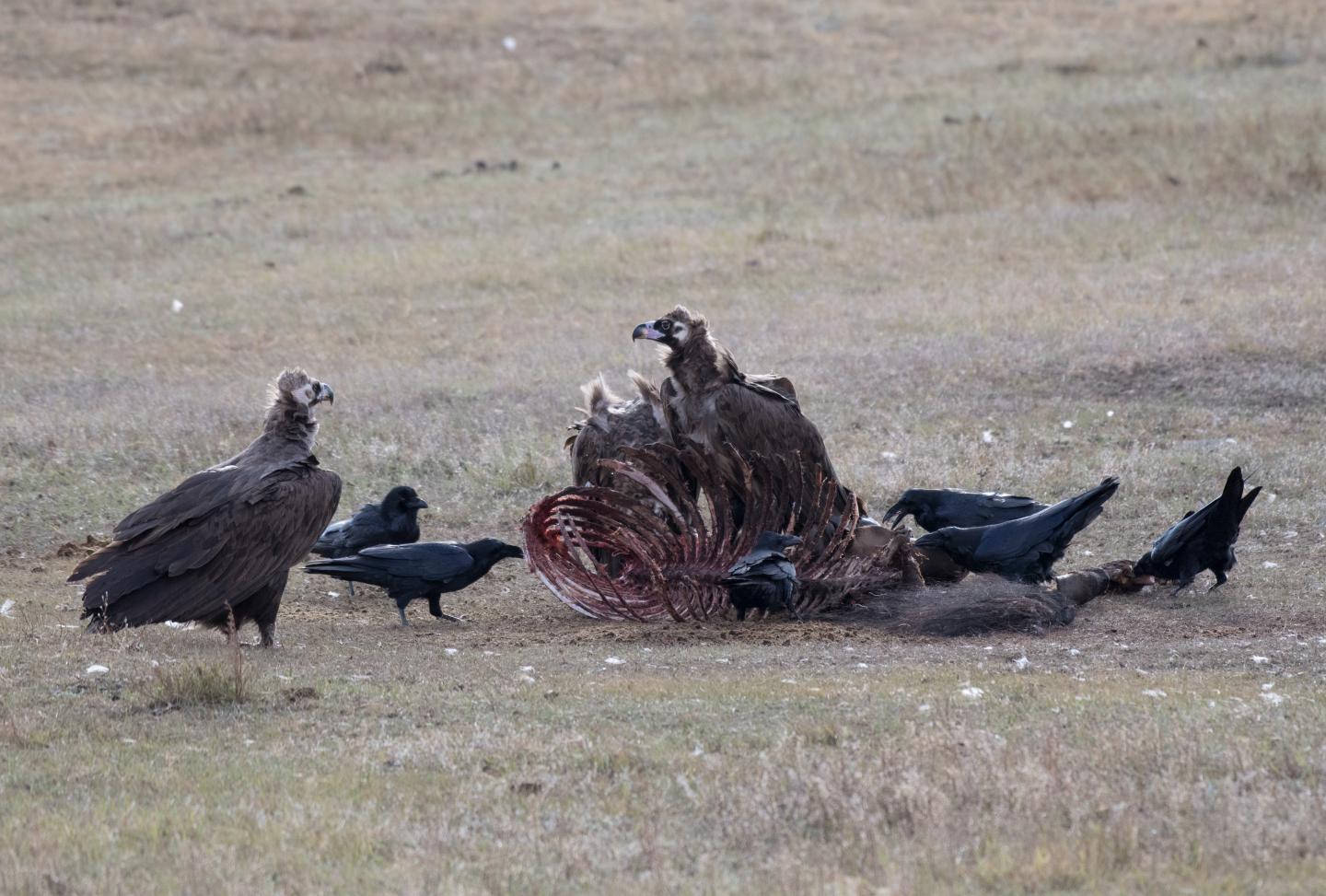 Vulture