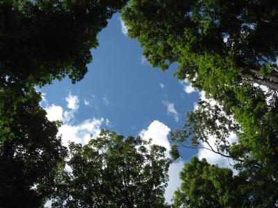 Canopy Gap