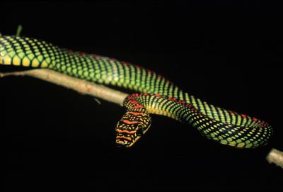 Flying Snake (2 of 3)